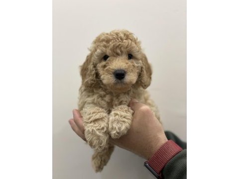 Toy poodle dişi erkek