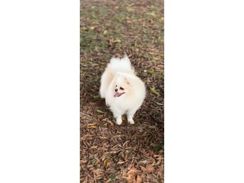 2 yaşında orjinal pomeranian boo