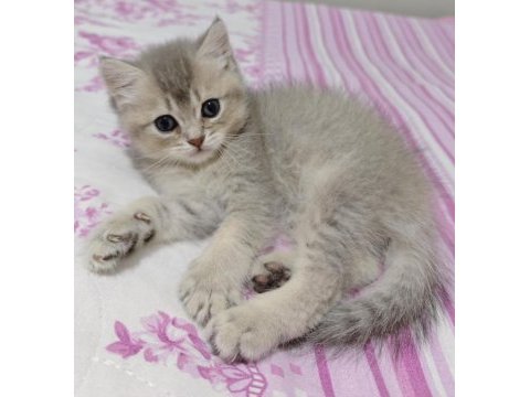 Safkan british shorthair blue golden minnaklarım