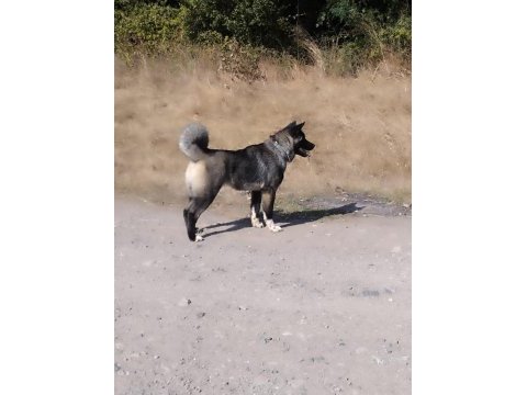 Süper anatomi akita inu