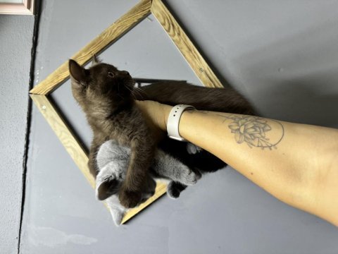 Chocolate british shorthair