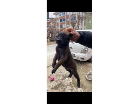 Belçika kurdumuz