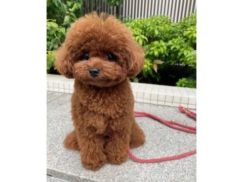 Kilo garantili toy poodle yavrularım