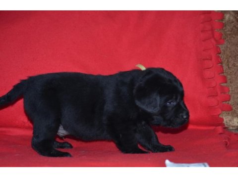 Safkan ırk garantili labrador yavrular