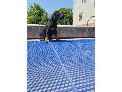 King doberman yavrular