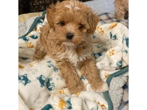 Her renk maltipoo eğitimli ve uygun