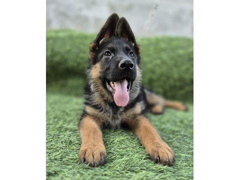 Üst düzey alman çoban köpeği yavruları