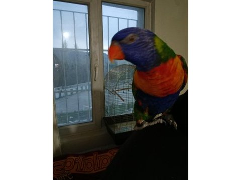 İnsan bağımlısı lori papağanı