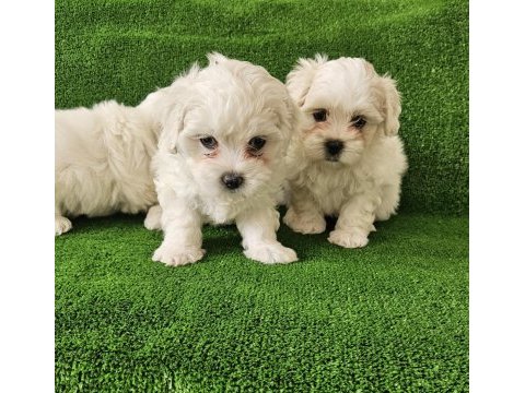 Maltese terrier minikler