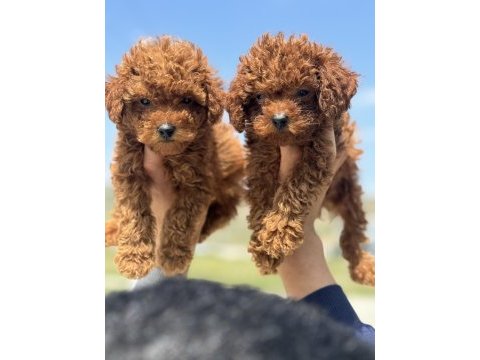Ankaranın en seçkin toy poodle yavruları