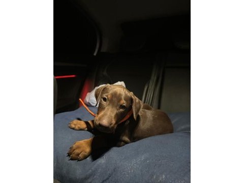 50 günlük kızıl erkek doberman scrli