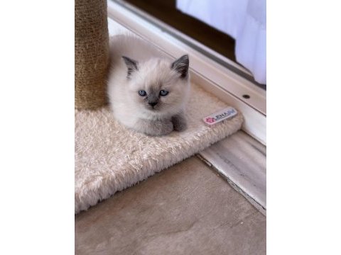 British shorthair blue point yavrularımız yuva arıyor