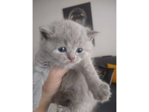 British shorthair dişi