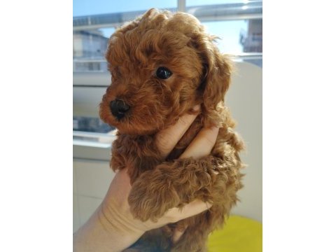 Orjinal toy poodle yavruları