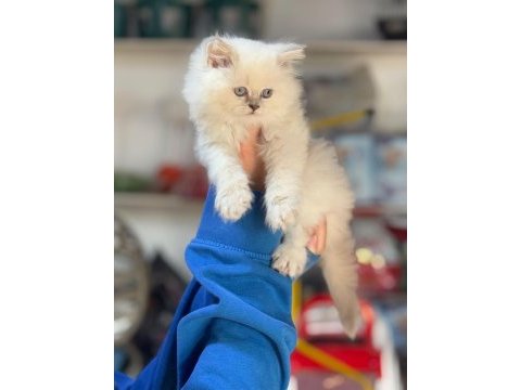 British longhair pamuk şekerler ailelerini arıyor