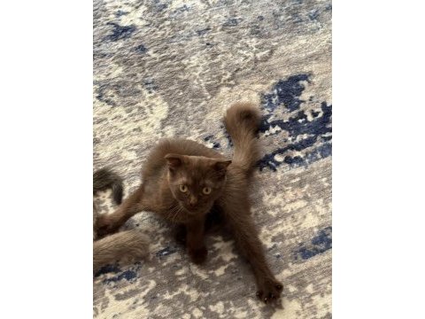 50 günlük lynx point blue point scottish fold ve cinnamon