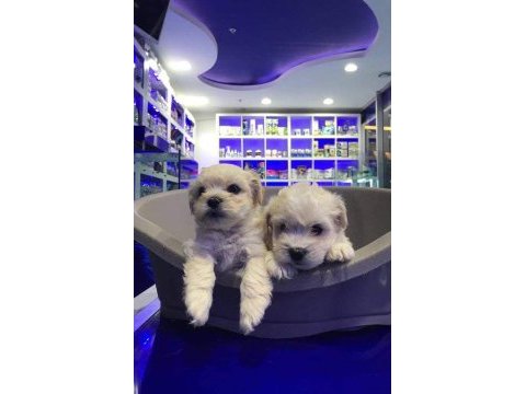 Maltese terrier