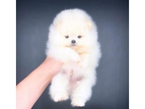 Pomeranian boo teacup bebekler