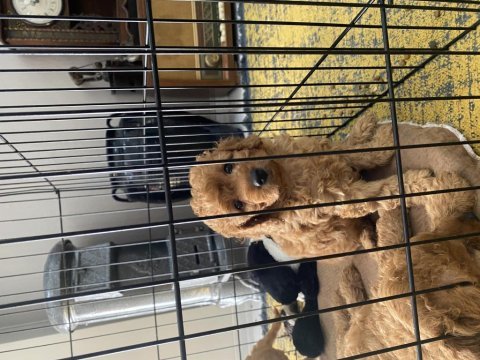 Toy poodle 2 erkek yavru sahiplendirilecek mesaj at