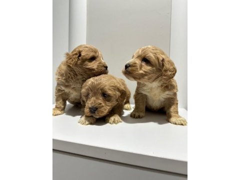 Poodle ayarı da maltipoo