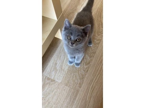 Saf 2.5 aylık british shorthair