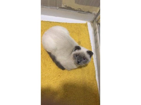 8 aylık scottish fold