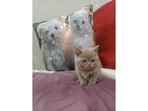 British shorthair lilac yavrumuz
