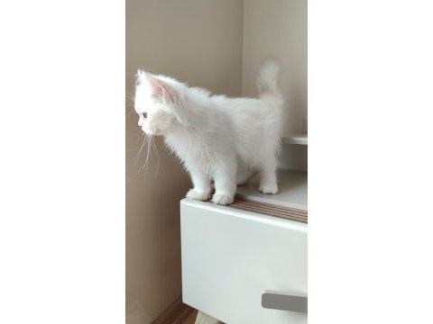 3 aylık dişi erkek british longhair