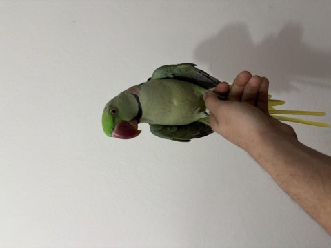 Erkek ful evcil alexander
