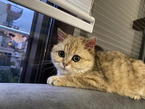 British shorthair beş aylık dişi