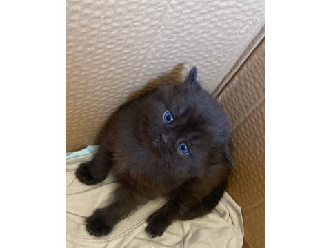 Chocolate color british shorthair dişi yavru