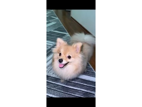 Pomeranian boo 7 aylık dişi