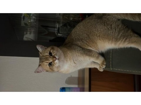 British shorthair oğlumuza eş arıyoruz