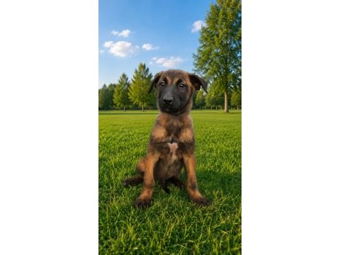 Şecereli belçika malinois yavruları