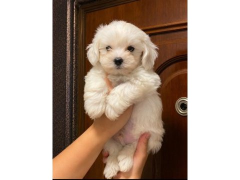 Terrier maltese 0 numara