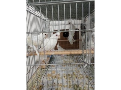 Damızlık 3 adet dişi albino bir adet wf dişi sultan papağanı
