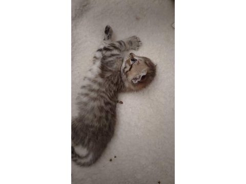 Scottish fold yeni yuvasını arıyor