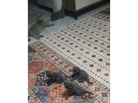 British shorthair 1.5 aylık kediler sahiplendirilecektir