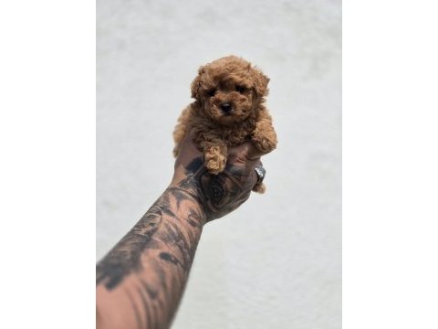 Bebek surat maltipoo yavrular