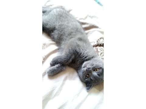 Sevimli scottish fold