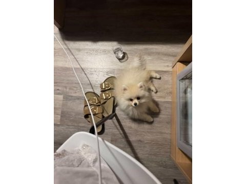 3 aylık dişi pomeranian boo