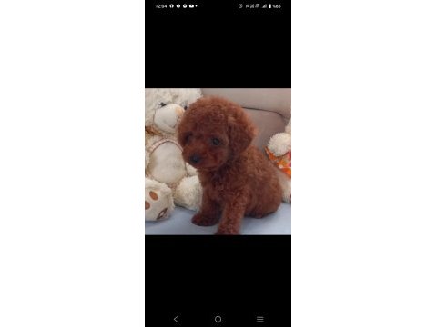 Pafuduk pafuduk poodle yavrular sizleri bekliyor