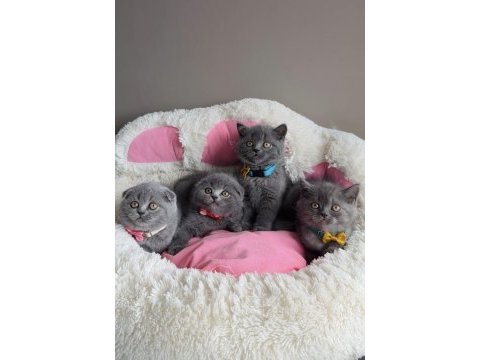 Ayı suratlı blue scotısh fold bebekleirm 