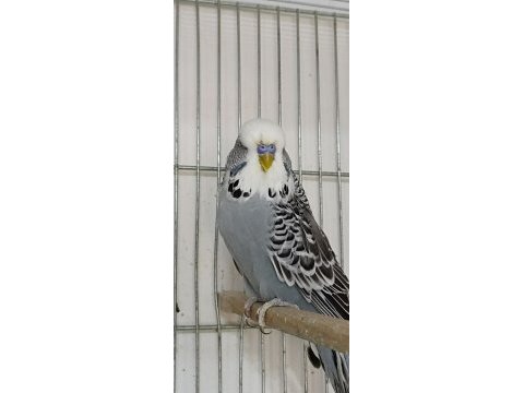 Uygunculara gelsin şow muhabbet kuşlar