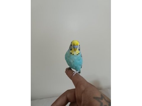 6 aylık konuşan erkek muhabbet kuşu