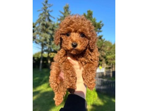 Toypoodle aşılı çipli yavrularımız 