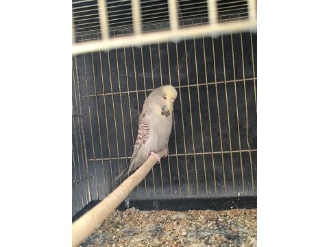 Yavru yumurta görmüş show jumbo dişi muhabbet kuşu