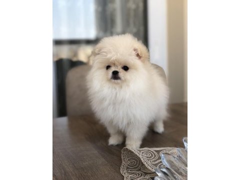 3 aylık dişi üst kalite minik pomeranian boo yavrular