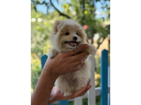 Son erkek pomeranian yavrumuz yeni yuvasına gitmeye hazır