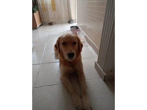 Golden retriever 3-4 yaşında